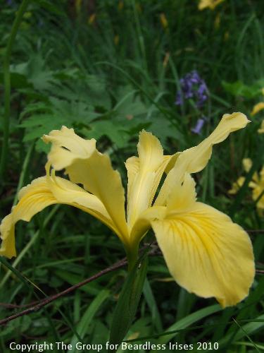 Knightshayes (27)
